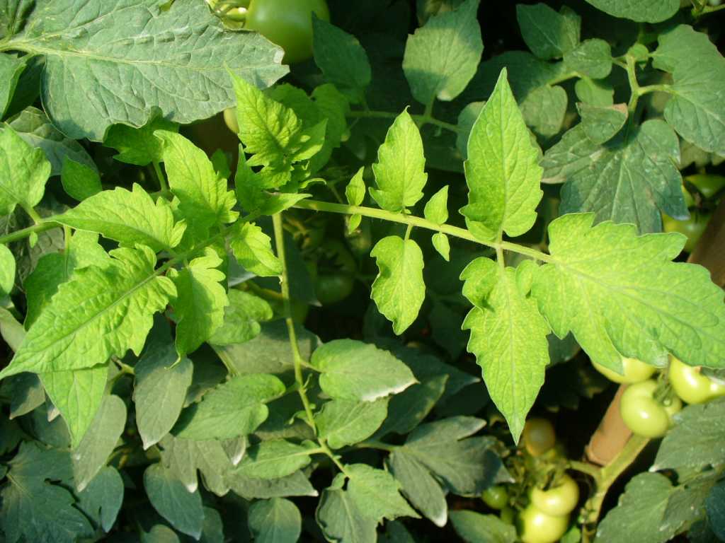 Carenta de fier la legume