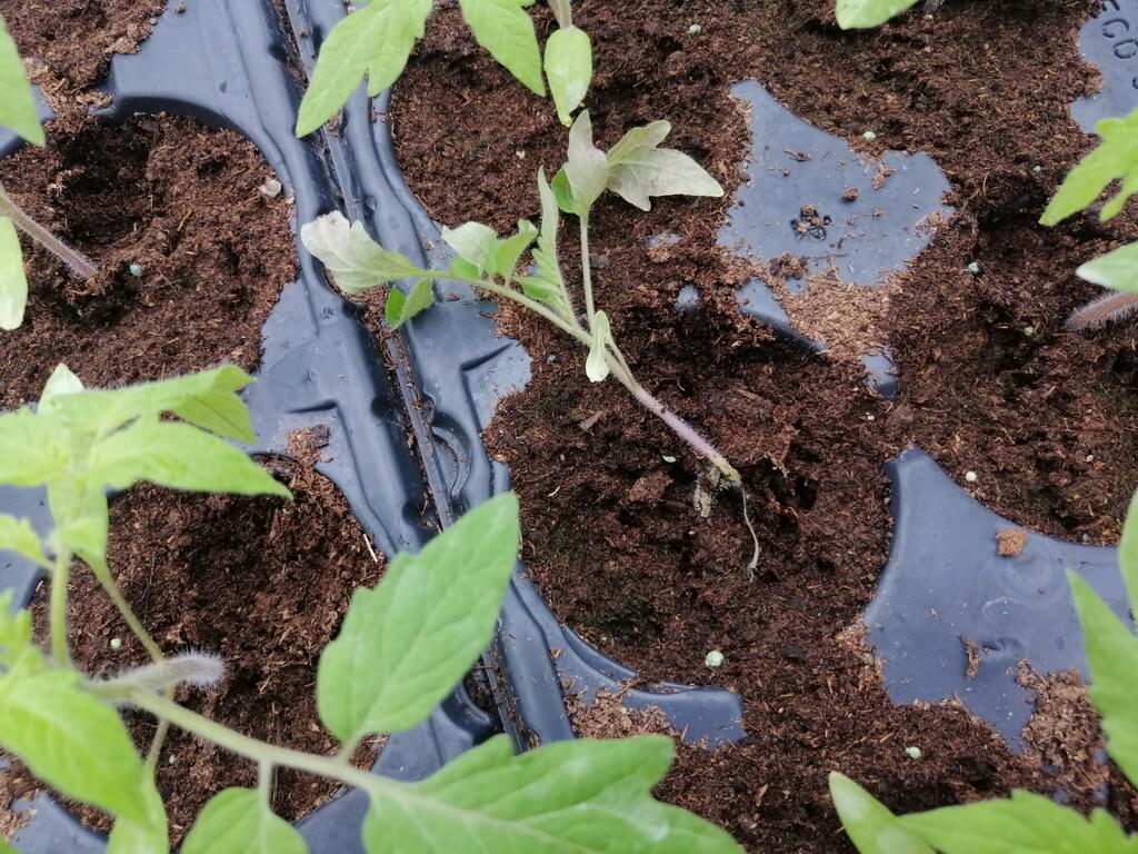 Caderea plantutelor