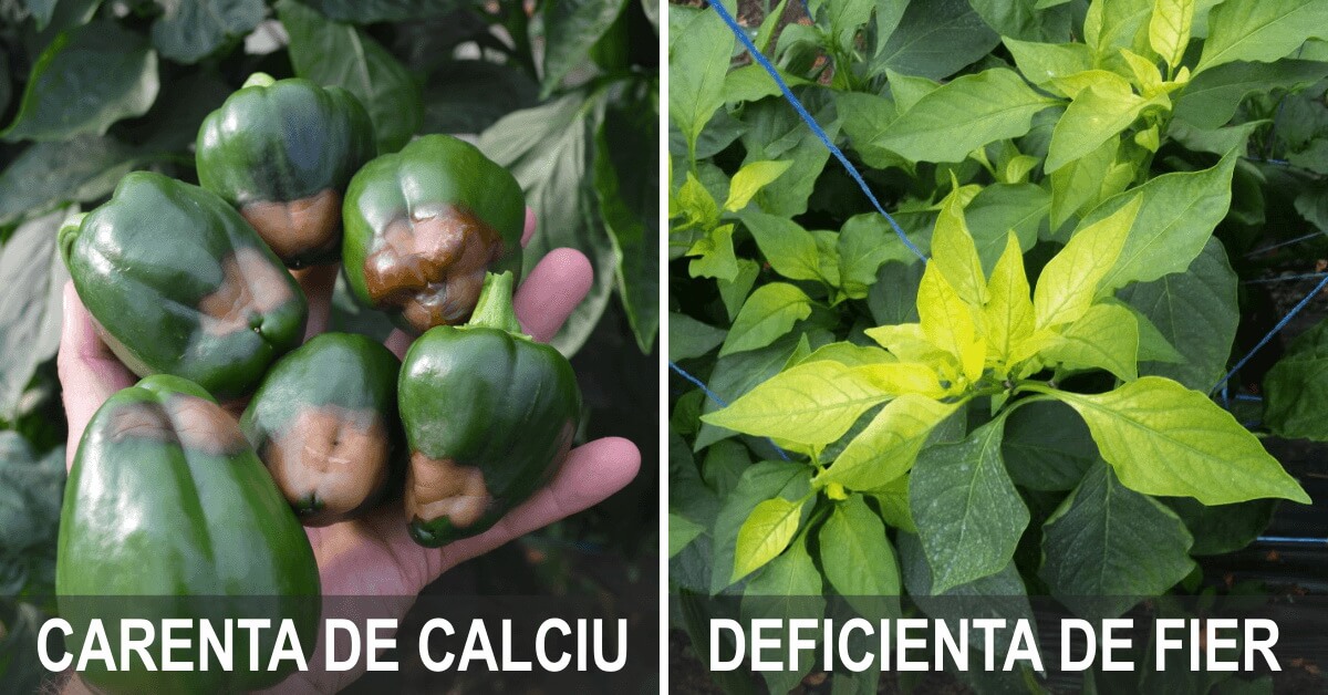 Fertilizarea foliara - aplicarea nutrientilor prin stropire