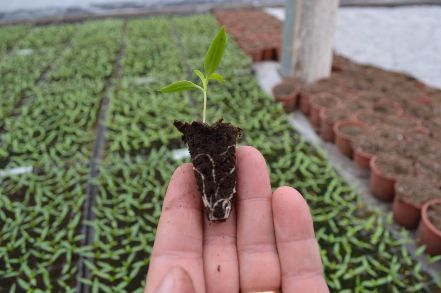 Lucrarile lunii decembrie in legumicultura