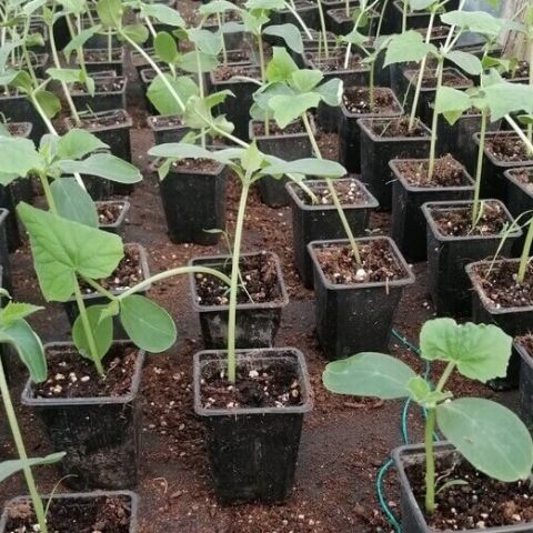 Alungirea rasadurilor de legume. Cauze, Efecte si Prevenire