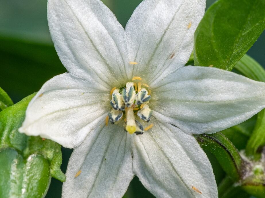 Tripsul Californian – Frankliniella occidentalis