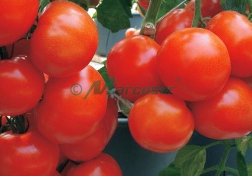 CORVINUS F1