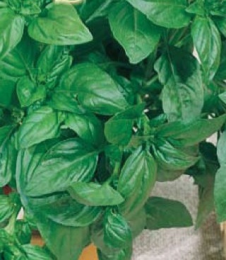 BUSUIOC HOBBY