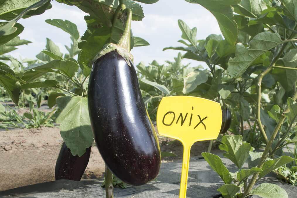 ONYX F1 