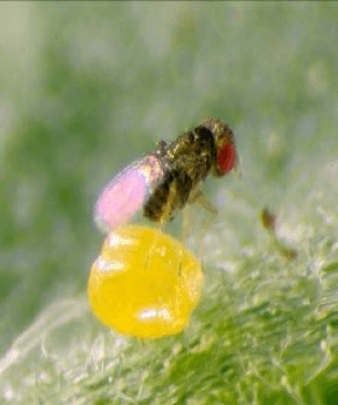 TRICHOLINE