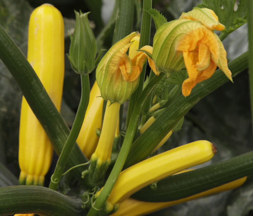 GOLDEN GLORY F1