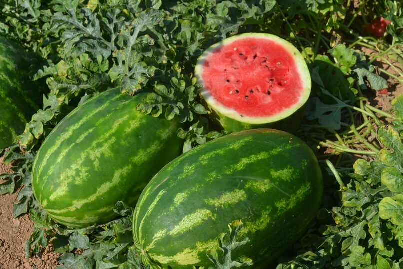 AYPA F1