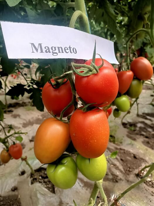 MAGNETO F1